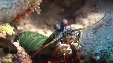 刺龙虾在<strong>海底海底</strong>寻找食物。